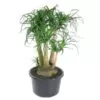 Beaucarnea vertakt