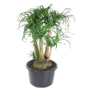 Beaucarnea vertakt