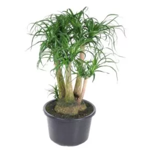 Beaucarnea vertakt