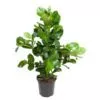 Clusia Rosea