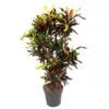 Codiaeum Mammi vertakt