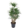 Dracaena Anita vertakt - 160 cm - ø34 cm