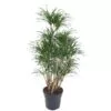 Dracaena Anita vertakt