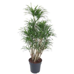 Dracaena Anita vertakt