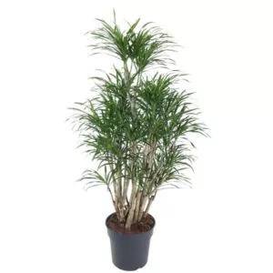 Dracaena Anita vertakt