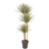 Dracaena Bicolor - 150 cm - ø24 cm