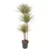 Dracaena Bicolor