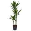 Dracaena Cintho - 160 cm - ø24 cm