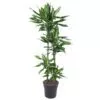 Dracaena Cintho 