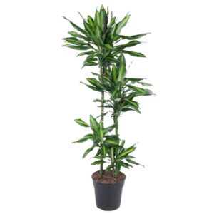 Dracaena Cintho 