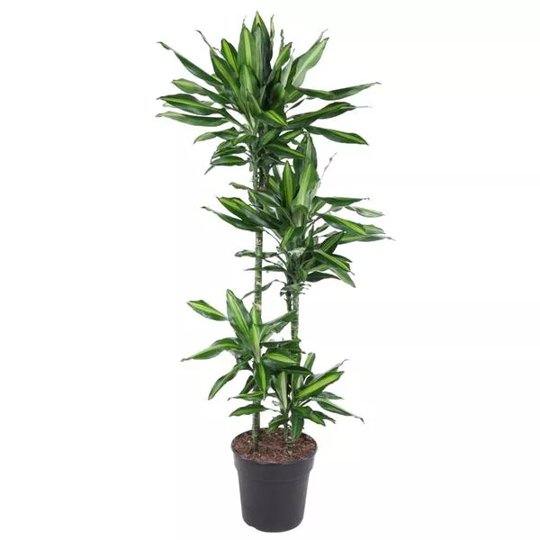 Dracaena Cintho 