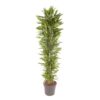 Dracaena Cintho vertakt - 210 cm - ø40 cm