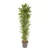 Dracaena Cintho vertakt