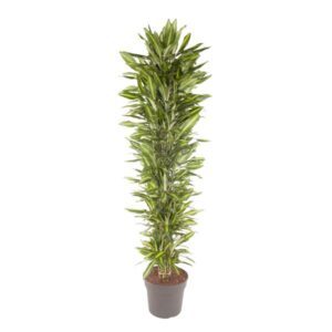 Dracaena Cintho vertakt