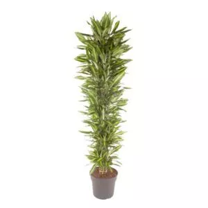 Dracaena Cintho vertakt