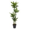 Dracaena Golden Coast - 170 cm - ø27 cm
