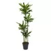 Dracaena Golden Coast
