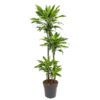 Dracaena Golden Coast - 140 cm - ø27 cm