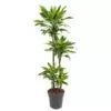 Dracaena Golden Coast