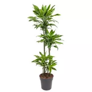 Dracaena Golden Coast
