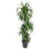 Dracaena Hawaiiana - 180 cm - ø24 cm