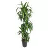 Dracaena Hawaiiana