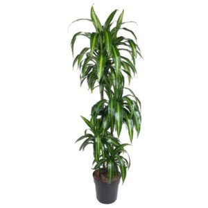 Dracaena Hawaiiana