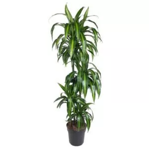 Dracaena Hawaiiana