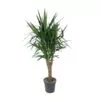 Yucca Elephantipes