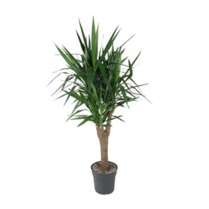 Yucca Elephantipes