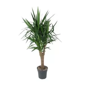 Yucca Elephantipes