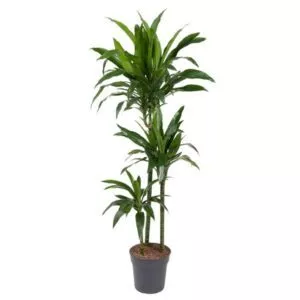 Dracaena Janet Craig