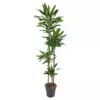Dracaena Janet Lind