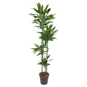 Dracaena Janet Lind