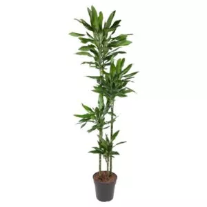Dracaena Janet Lind