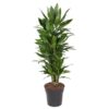 Dracaena Janet Lind vertakt - 110 cm - ø27 cm