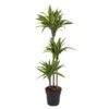 Dracaena Lemon Lime - 140 cm - ø24 cm