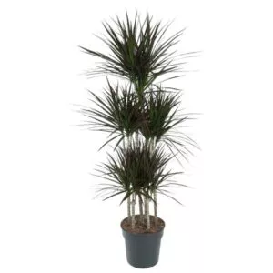 Dit is de Dracaena Magenta Carrousel