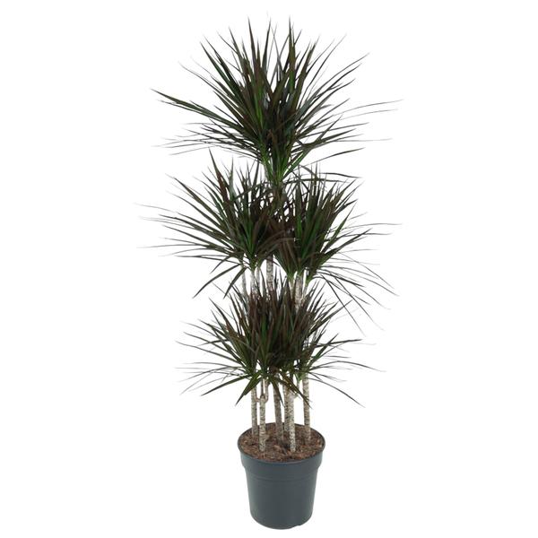 Dracaena Magenta Carrousel - 150 cm - ø31 cm