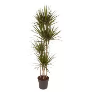 Dit is de Dracaena Marginata