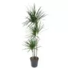 Dracaena Marginata - 160 cm - ø24 cm