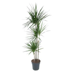 Dracaena Marginata - 160 cm - ø24 cm