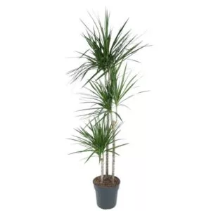 Dracaena Marginata - 160 cm - ø24 cm