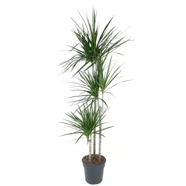 Dracaena Marginata - 160 cm - ø24 cm