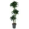 Dracaena Tatuade - 140 cm - ø24 cm
