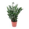 Zamioculcas Zamiifolia 