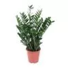 Zamioculcas Zamiifolia 