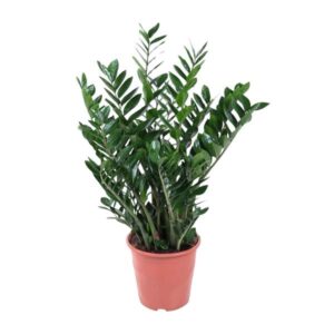 Zamioculcas Zamiifolia 