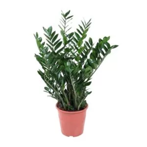 Zamioculcas Zamiifolia 