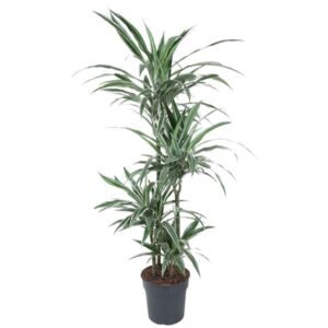 Dit is de Dracaena Warneckei